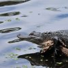 6 Swamp Tours Near New Orleans