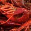 May in New Orleans: Music, Mudbugs and Mom!