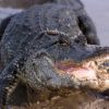 The 32nd Annual Alligator Festival in Luling