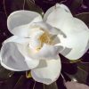 June in NOLA: Magnolias and More