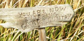 Jean Lafitte Swamp Tour