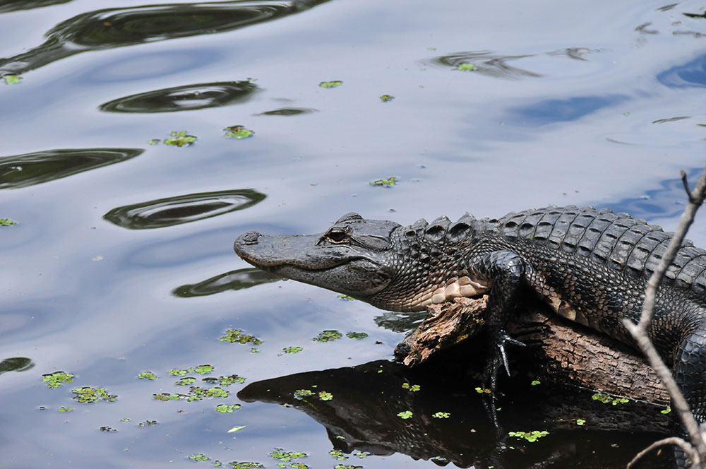 Alligator and New Orleans Swamp Tours
