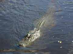 alligator in Louisiana swamp