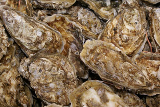 Louisiana Oysters