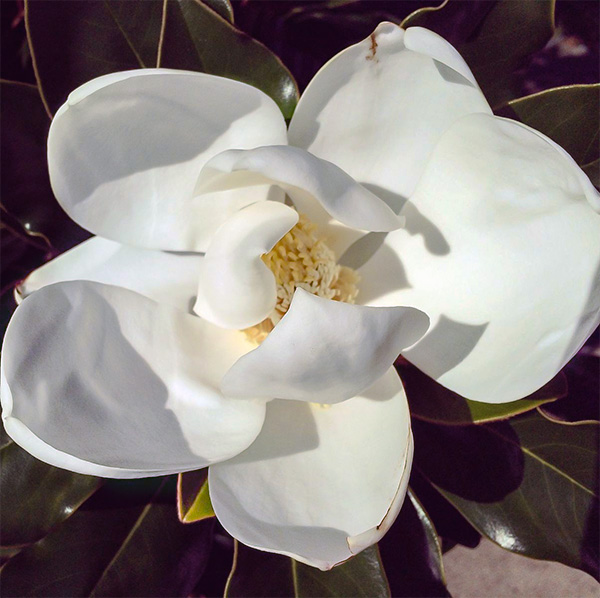 Magnolias Blossoming in New Orleans