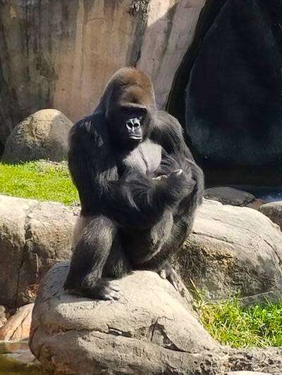 Gorilla Lynsie n