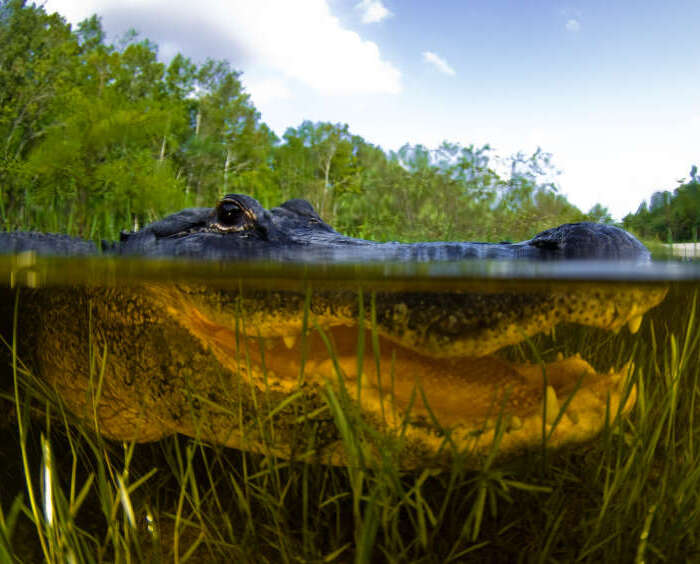 Alligator