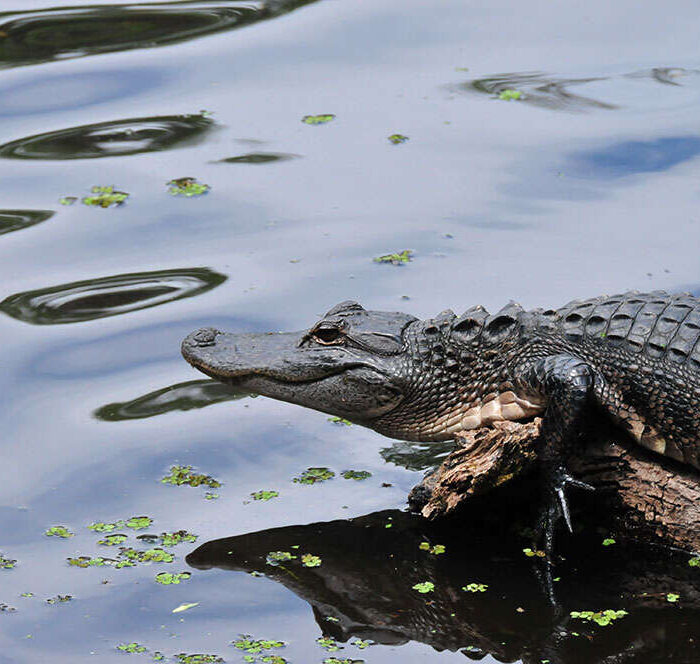 6 Swamp Tours Near New Orleans