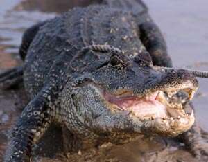 The 32nd Annual Alligator Festival in Luling