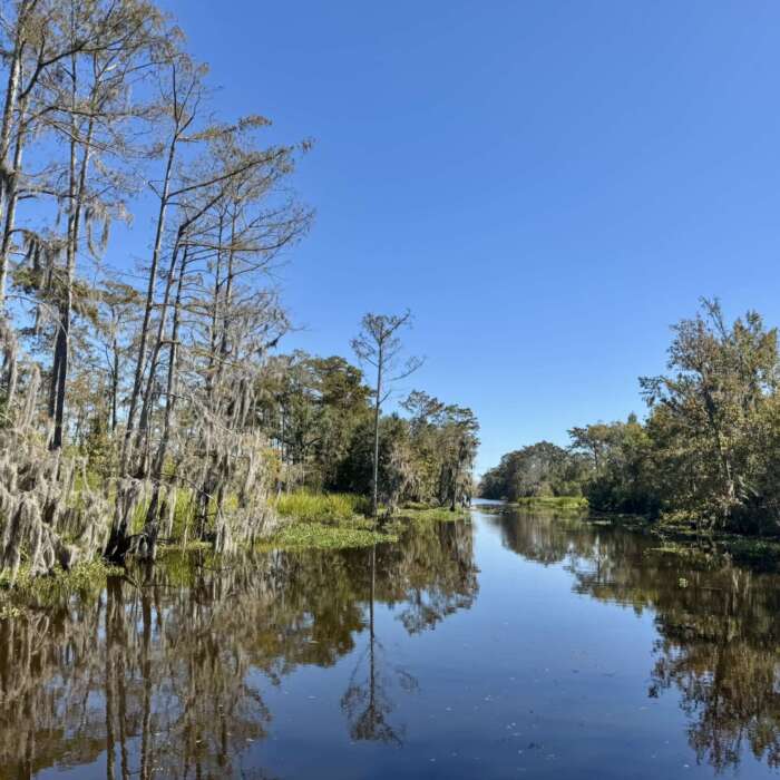 A Local Treasure: Jean Lafitte Swamp Tours
