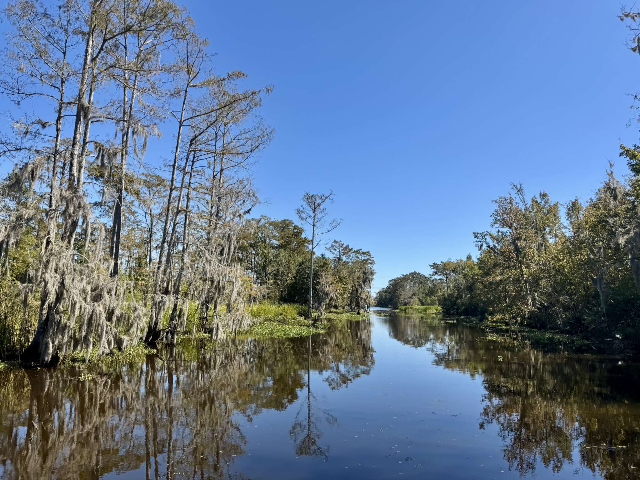 A Local Treasure: Jean Lafitte Swamp Tours